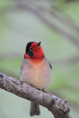 Red-faced Warbler