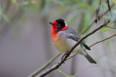 Birding Utah and Arizona, Eared Grebes and Red-faced Warblers 09-08-2012