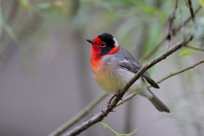 Red-faced Warbler