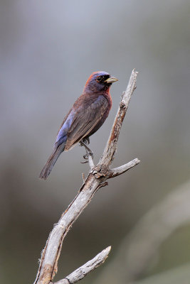 Varied Bunting