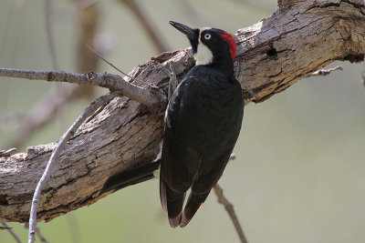 Acorn Woodpecker