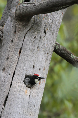 Acorn Woodpecker