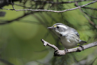 Black-throated Gray Warbler