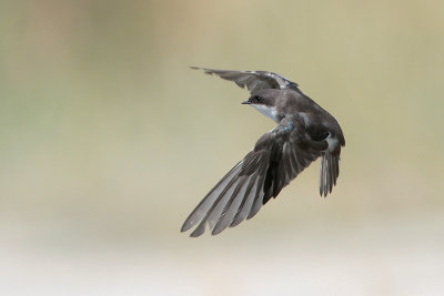 Tree Swallow