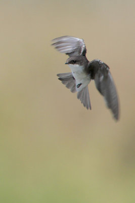 Tree Swallow