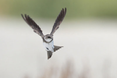 Bank Swallow