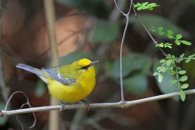 Blue-winged Warbler