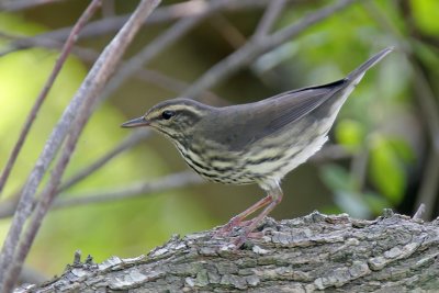 Northern Waterthrush