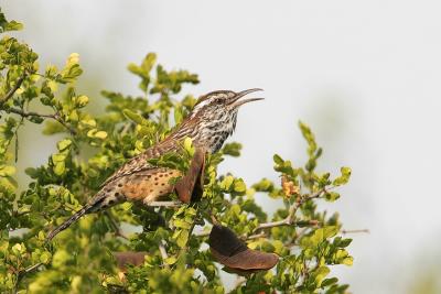 Cactus Wren