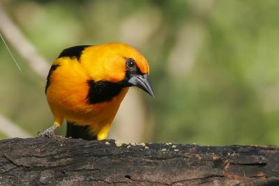 Altamira Oriole