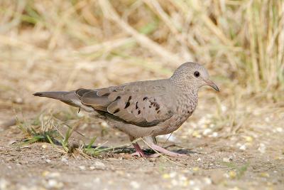 Common Ground-Dove