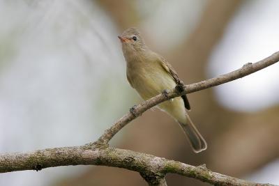 Northern Beardless-Tyrannulet