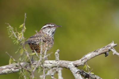 Cactus Wren