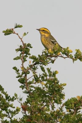 Townsends Warbler