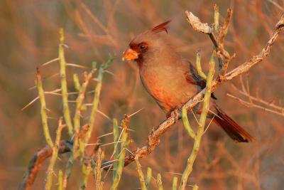 Pyrrhuloxia