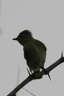 Northern Beardless-Tyrannulet