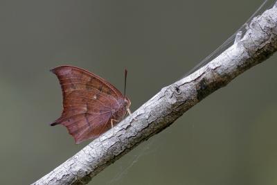 Goatweed Leafwing