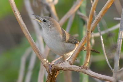 House Wren