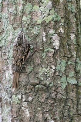 Brown Creeper