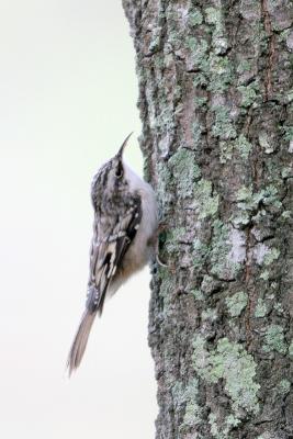 Brown Creeper