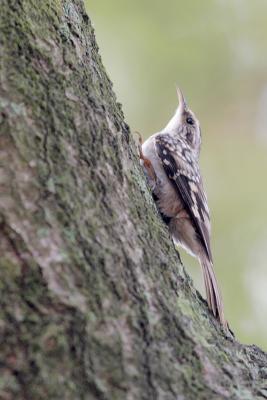 Brown Creeper