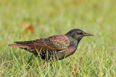 European Starling