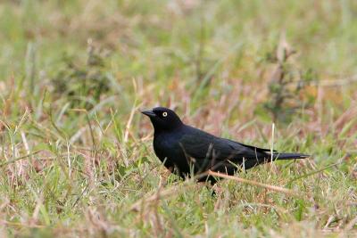 Brewer's Blackbird