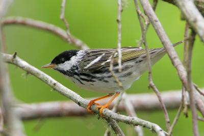 Blackpoll Warbler