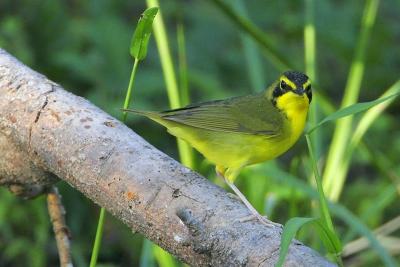 Kentucky Warbler