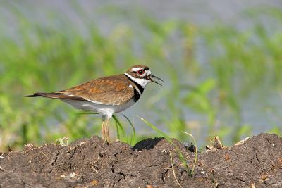 Killdeer