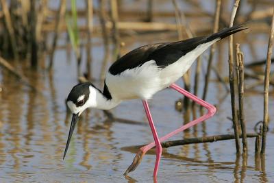 Black-necked Stilt