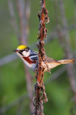 Chestnut-sided Warbler