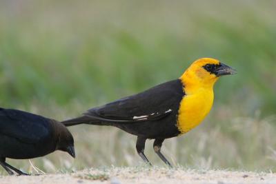 Yellow-headed Blackbird