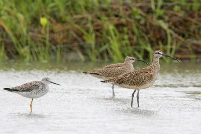 Whimbrel