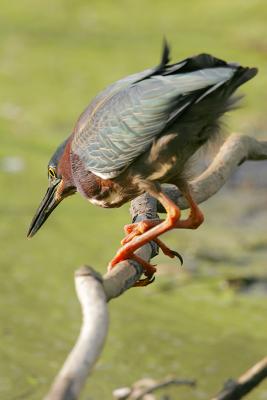 Green Heron