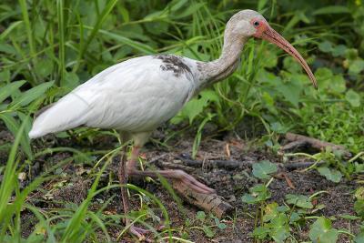 White Ibis