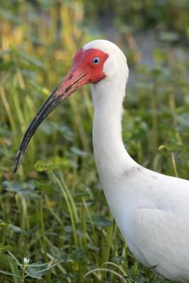 White Ibis