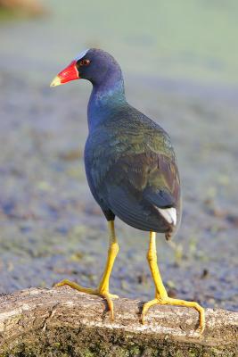 Purple Gallinule