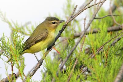 Philadelphia Vireo