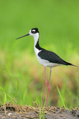 Black-necked Stilt