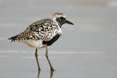 Black-bellied Plover