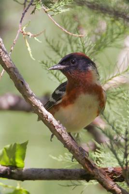 Bay-breasted Warbler