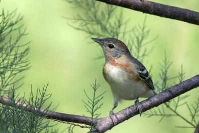 Bay-breasted Warbler