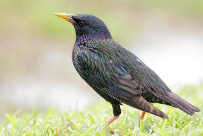 European Starling