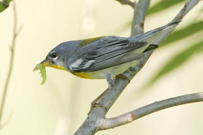 Northern Parula