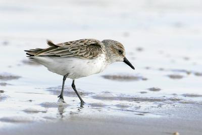 Semipalmated sandpiper