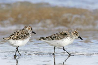 Semipalmated Sandpiper