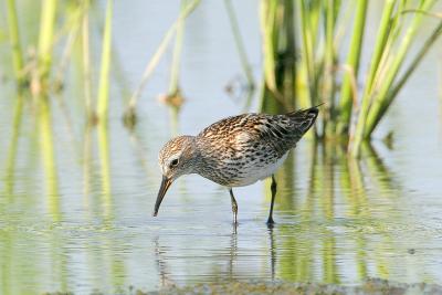 White-rumped Sandpiper