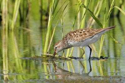 White-rumped Sandpiper