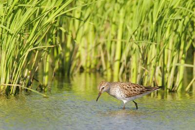 White-rumped Sandpiper